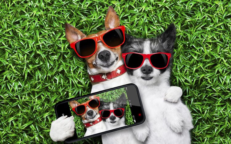 трава, очки, юмор, телефон, фотография, собаки, селфи, grass, glasses, humor, phone, photo, dogs, selfie