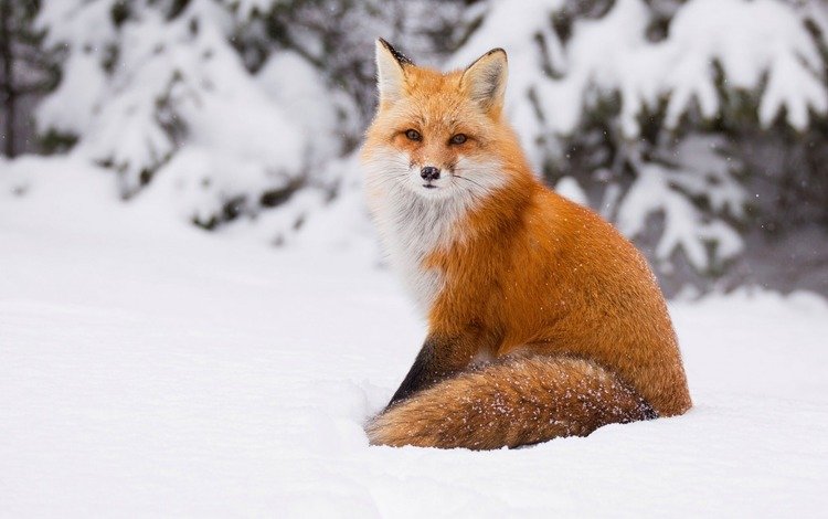 снег, зима, лиса, лисица, хвост, snow, winter, fox, tail