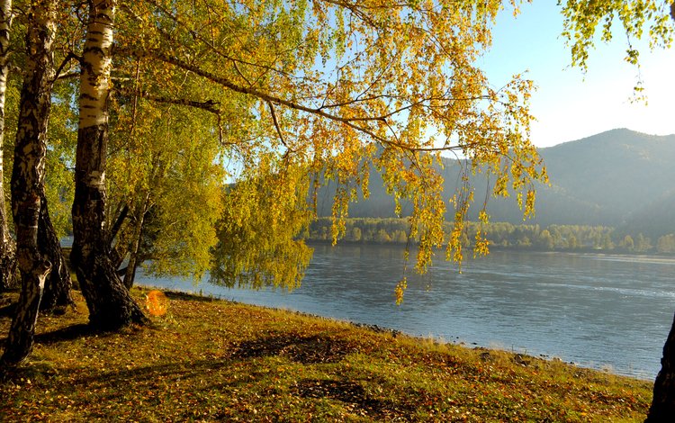 река, природа, пейзаж, березы, осень, river, nature, landscape, birch, autumn