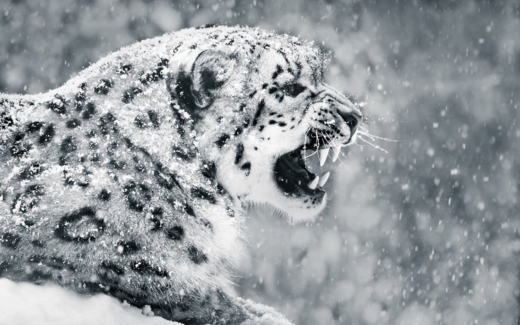 снег, зима, чёрно-белое, клыки, профиль, снежный барс, ирбис, abeselom zerit, snow, winter, black and white, fangs, profile, snow leopard, irbis