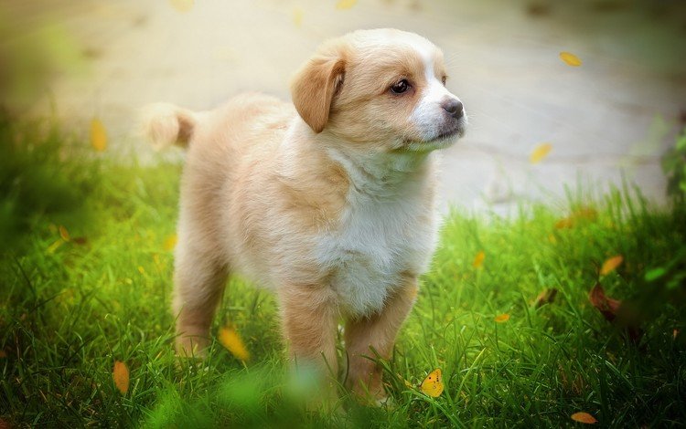 трава, листья, мордочка, взгляд, собака, щенок, grass, leaves, muzzle, look, dog, puppy