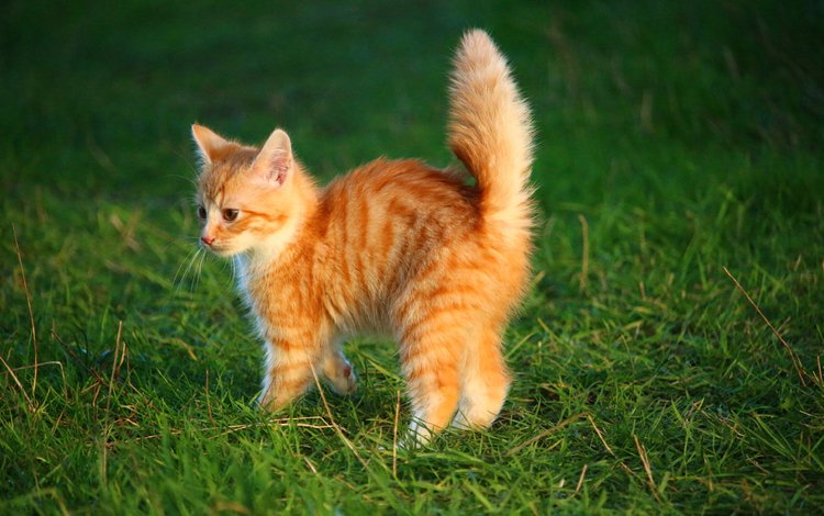 трава, кот, мордочка, усы, кошка, взгляд, котенок, рыжий, grass, cat, muzzle, mustache, look, kitty, red