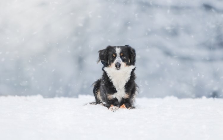 снег, зима, собака, австралийская овчарка, snow, winter, dog, australian shepherd