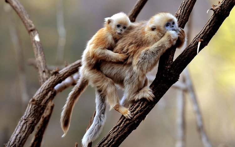 приматы, обезьянки, обезьяны, гиббон, primates, monkeys, monkey, gibbon