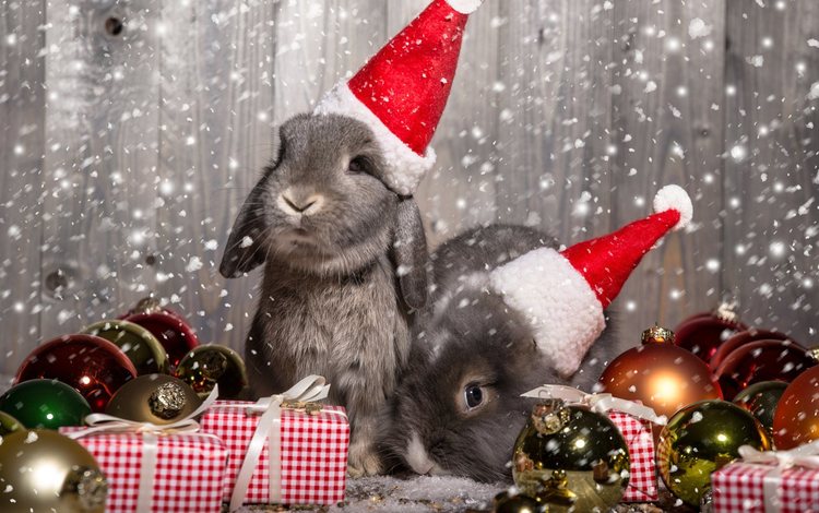 новый год, животные, подарки, шарики, кролики, рождество, зайцы, колпаки, new year, animals, gifts, balls, rabbits, christmas, caps
