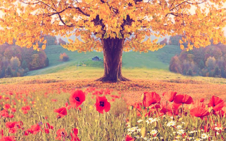 цветы, природа, дерево, пейзаж, листва, осень, маки, flowers, nature, tree, landscape, foliage, autumn, maki