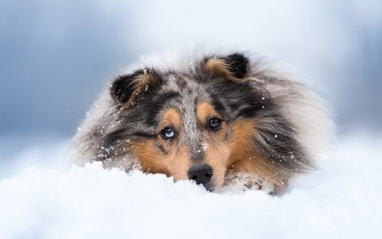 снег, зима, собака, колли, шотландская овчарка, snow, winter, dog, collie, scottish shepherd