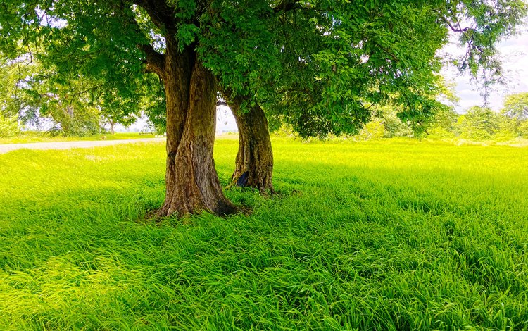 трава, деревья, природа, парк, лето, газон, grass, trees, nature, park, summer, lawn