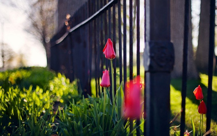 цветы, забор, тюльпаны, flowers, the fence, tulips