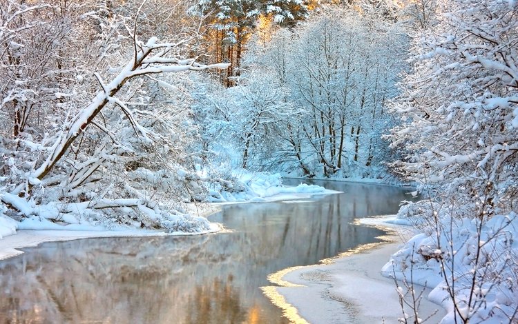 деревья, река, снег, природа, лес, зима, ветки, trees, river, snow, nature, forest, winter, branches