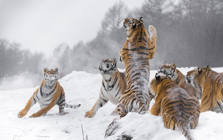 снег, зима, хищники, большие кошки, тигры, snow, winter, predators, big cats, tigers