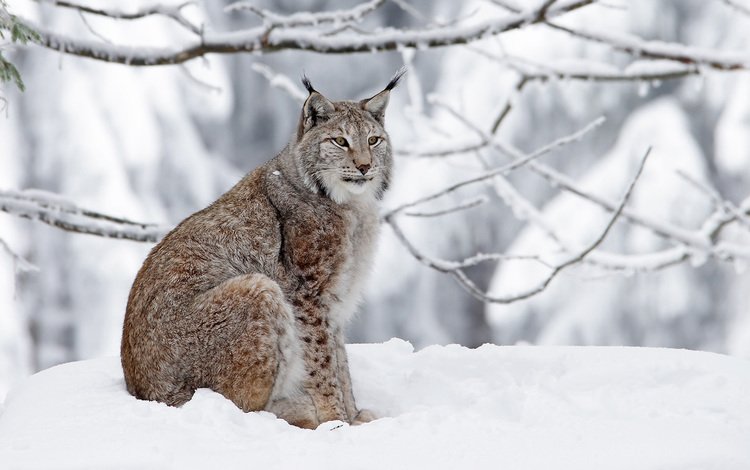 зима, рысь, хищник, большая кошка, winter, lynx, predator, big cat
