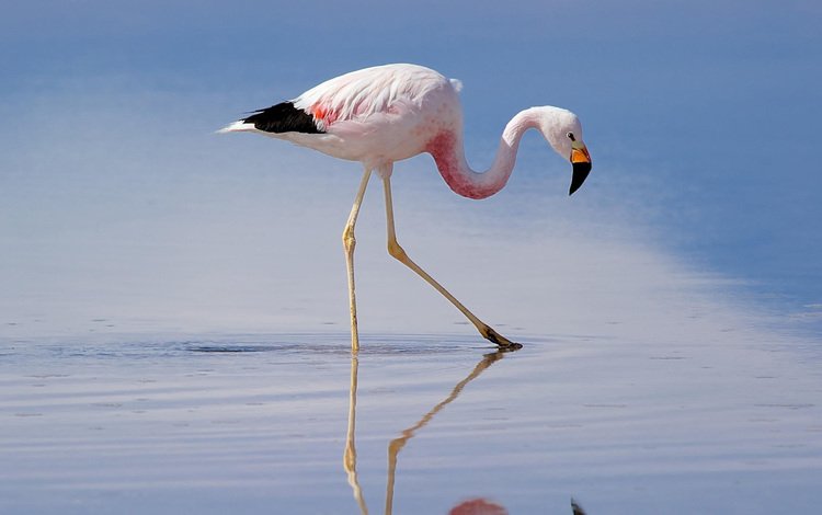 фламинго, птица, клюв, перья, mirek petricek, flamingo, bird, beak, feathers
