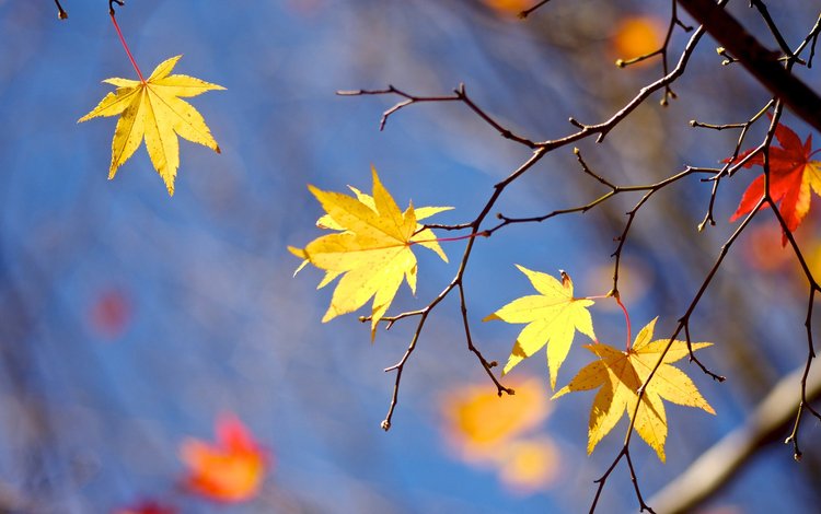 листья, макро, ветки, осень, leaves, macro, branches, autumn