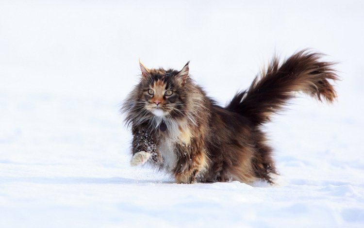 зима, кот, мордочка, усы, кошка, взгляд, мейн-кун, nika petrova, winter, cat, muzzle, mustache, look, maine coon