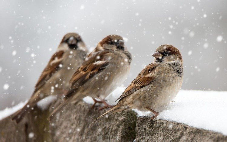 снег, зима, птицы, клюв, перья, воробьи, snow, winter, birds, beak, feathers, sparrows