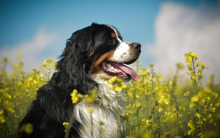 собака, профиль, язык, желтые цветы, бернский зенненхунд, dog, profile, language, yellow flowers, bernese mountain dog