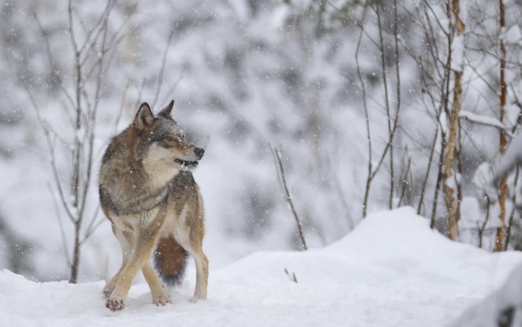 зима, хищник, волк, winter, predator, wolf