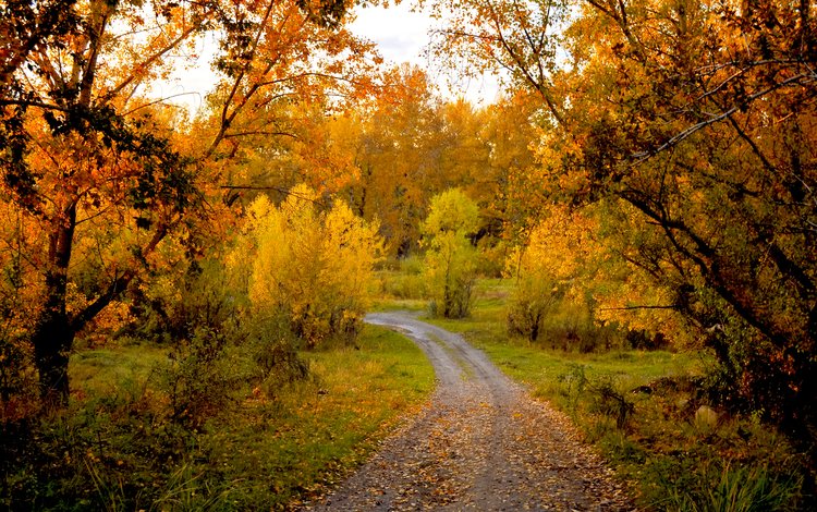 деревья, природа, лес, пейзаж, осень, тропинка, trees, nature, forest, landscape, autumn, path