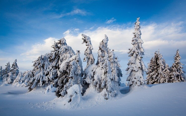 небо, облака, деревья, снег, природа, лес, зима, сугробы, the sky, clouds, trees, snow, nature, forest, winter, the snow