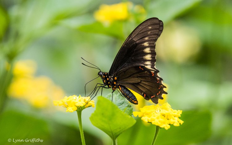 цветы, листья, насекомое, бабочка, крылья, размытость, lynn griffiths, flowers, leaves, insect, butterfly, wings, blur