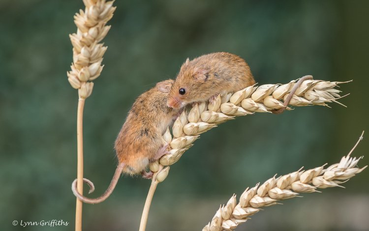 природа, колосья, пшеница, мыши, мышки, мышь-малютка, lynn griffiths, nature, ears, wheat, mouse, the mouse is tiny