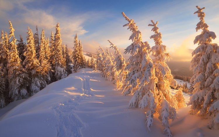 горы, природа, лес, зима, карпаты, mountains, nature, forest, winter, carpathians