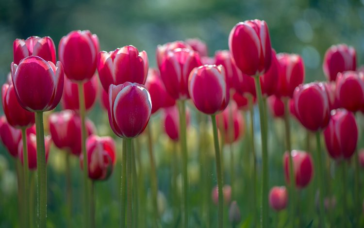 цветы, весна, тюльпаны, стебли, lynn wiezycki, flowers, spring, tulips, stems