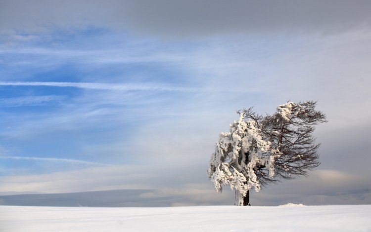 небо, снег, природа, дерево, зима, пейзаж, ветер, the sky, snow, nature, tree, winter, landscape, the wind