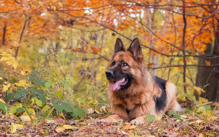 осень, собака, немецкая овчарка, j.wiselka, autumn, dog, german shepherd