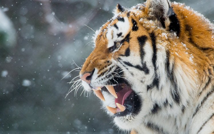 тигр, морда, снег, зима, хищник, оскал, tiger, face, snow, winter, predator, grin