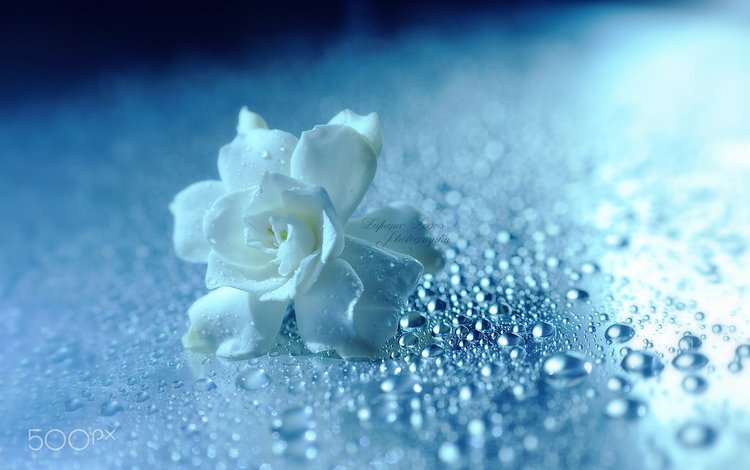 цветок, капли, роза, лепестки, белые, капли воды, lafugue logos, flower, drops, rose, petals, white, water drops