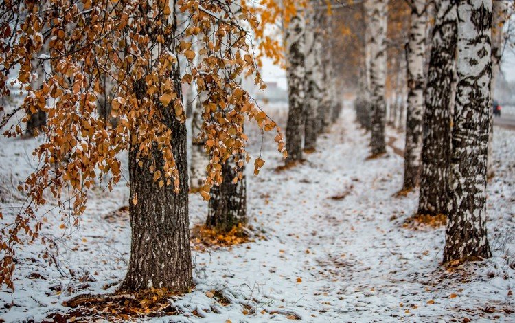 деревья, снег, природа, лес, листья, зима, стволы, березы, trees, snow, nature, forest, leaves, winter, trunks, birch