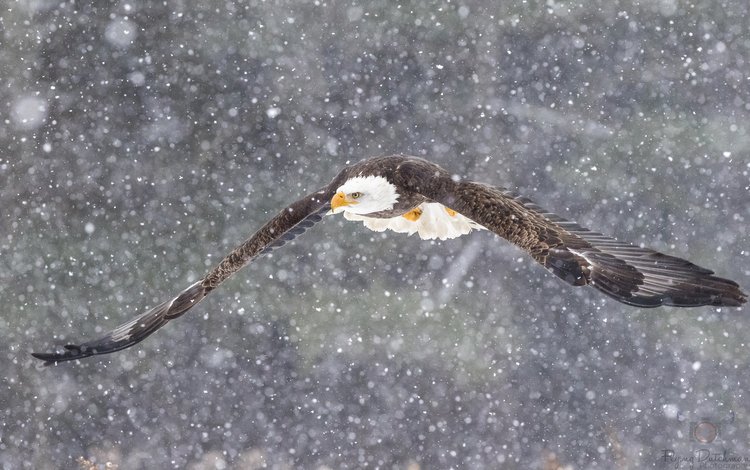 снегопад, снег, полет, крылья, орел, птица, клюв, перья, белоголовый орлан, snowfall, snow, flight, wings, eagle, bird, beak, feathers, bald eagle