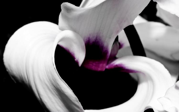 макро, цветок, лепестки, черный фон, орхидея, macro, flower, petals, black background, orchid