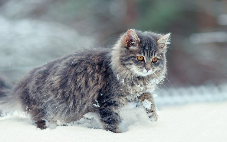 снег, зима, кот, мордочка, усы, кошка, взгляд, snow, winter, cat, muzzle, mustache, look