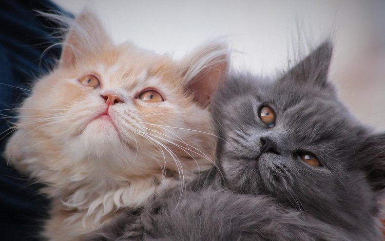 усы, взгляд, коты, кошки, котята, мордочки, две кошки, mustache, look, cats, kittens, faces