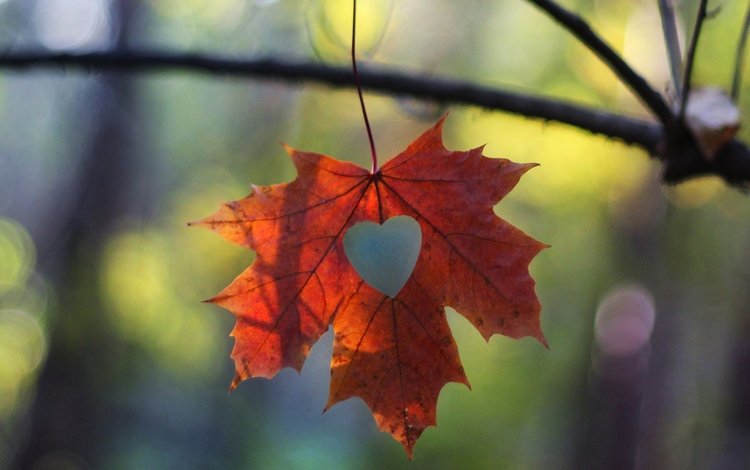 макро, ветки, сердечко, осень, лист, macro, branches, heart, autumn, sheet