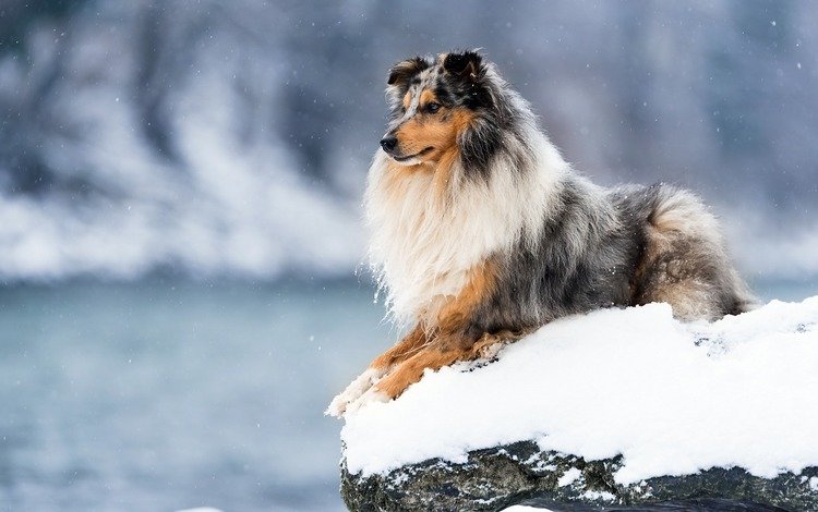 зима, собака, колли, шотландская овчарка, winter, dog, collie, scottish shepherd
