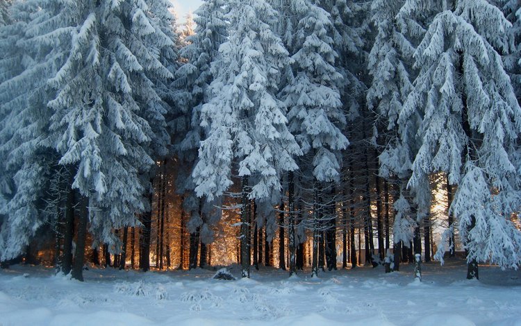 снег, природа, лес, зима, иней, snow, nature, forest, winter, frost