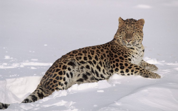 снег, зима, леопард, хищник, большая кошка, lynn m. stone, snow, winter, leopard, predator, big cat