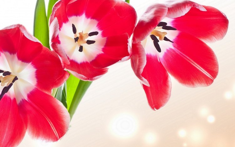 цветы, бутоны, лепестки, тюльпаны, flowers, buds, petals, tulips