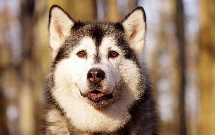 мордочка, взгляд, собака, хаски, аляскинский маламут, северная ездовая, muzzle, look, dog, husky, alaskan malamute, northern sled