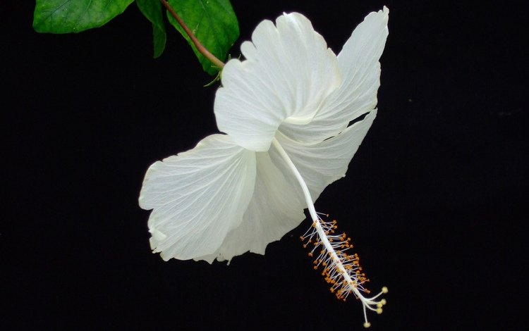 макро, фон, цветок, лепестки, черный фон, гибискус, macro, background, flower, petals, black background, hibiscus