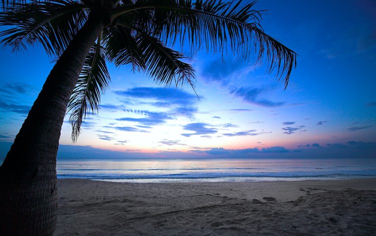 небо, море, песок, пляж, океан, пальма, тропики, пасмурно, the sky, sea, sand, beach, the ocean, palma, tropics, overcast