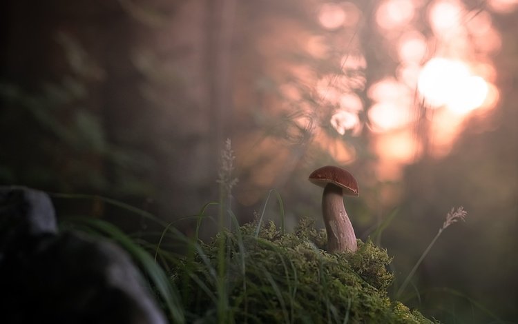 трава, лес, туман, размытость, гриб, grass, forest, fog, blur, mushroom