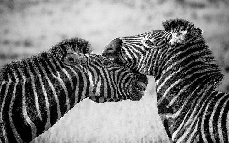 зебра, животные, чёрно-белое, зебры, zebra, animals, black and white