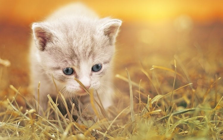 трава, кот, мордочка, усы, кошка, взгляд, котенок, размытость, grass, cat, muzzle, mustache, look, kitty, blur
