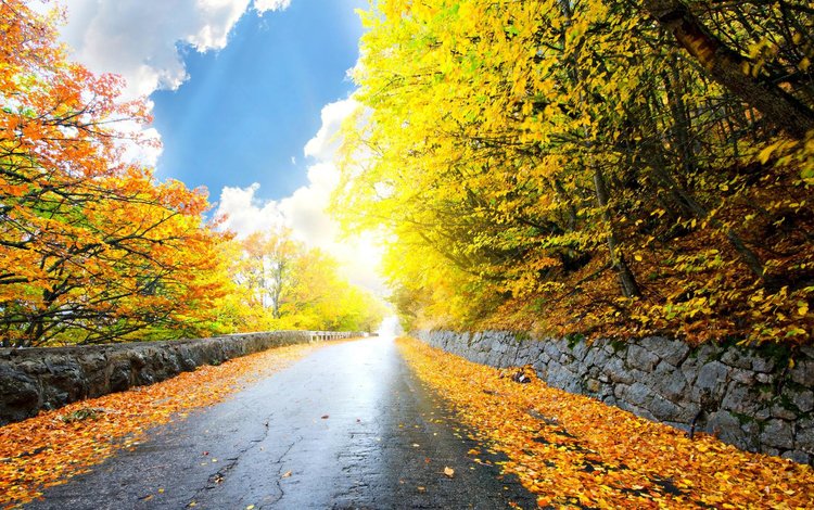 дорога, природа, лес, парк, осень, road, nature, forest, park, autumn