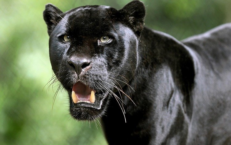 хищник, большая кошка, пантера, черный ягуар, predator, big cat, panther, black jaguar